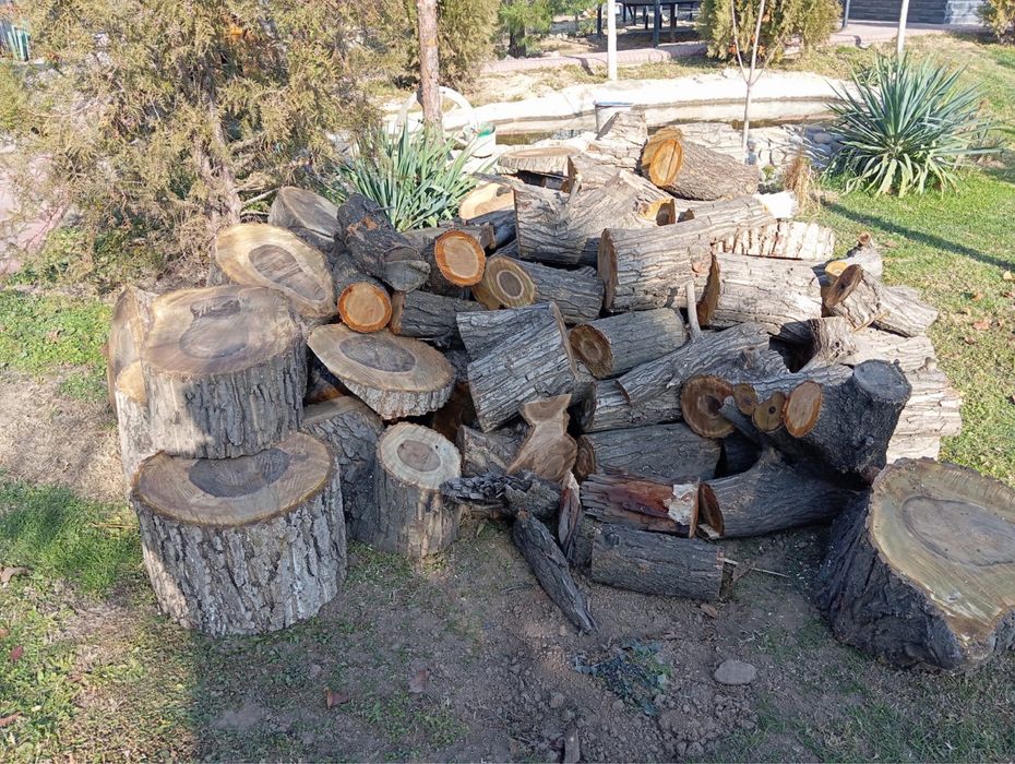 Бревна  древесина орех