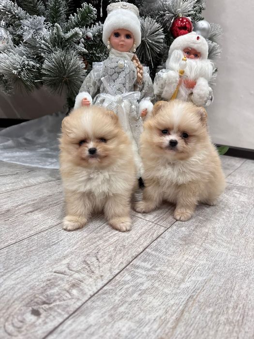 Продам щенков мини шпица