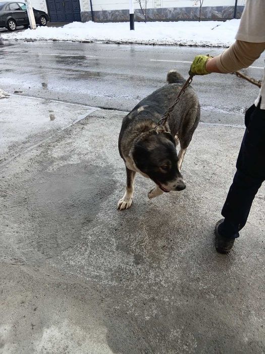 Алабай тоза зотдор