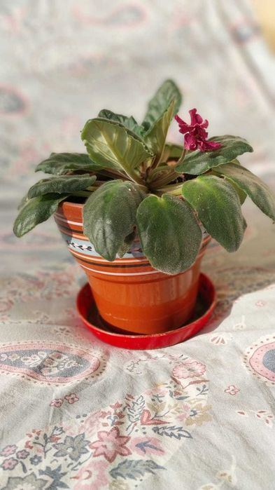 Продам комнатные цветы