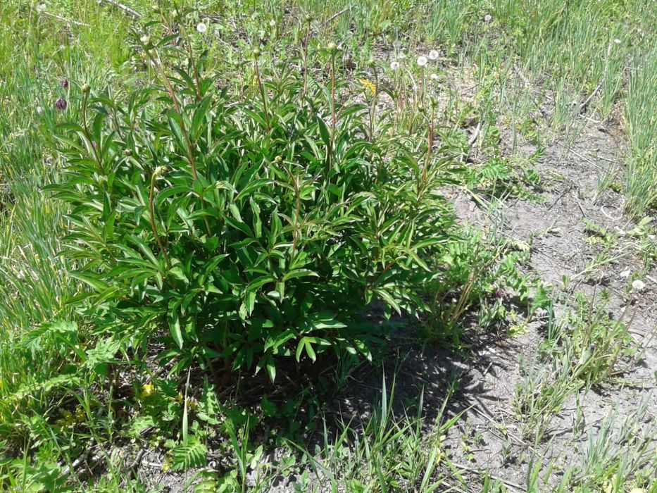 Продам или обменяю дачный участок