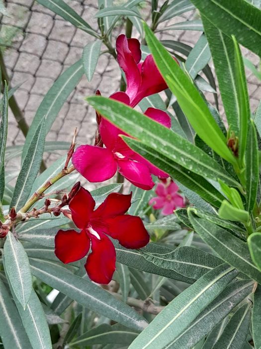 Продажа цветы Олеандр