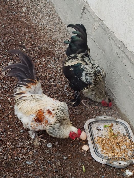 Қораз петухи обмен на кур