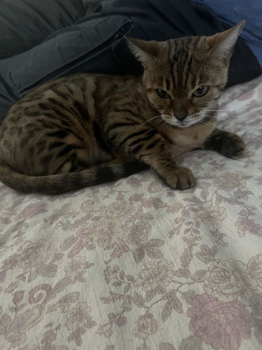 Bengalskiy mushuk toza zotli