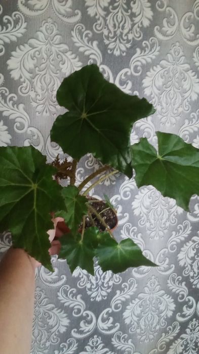 Декабрист розовый