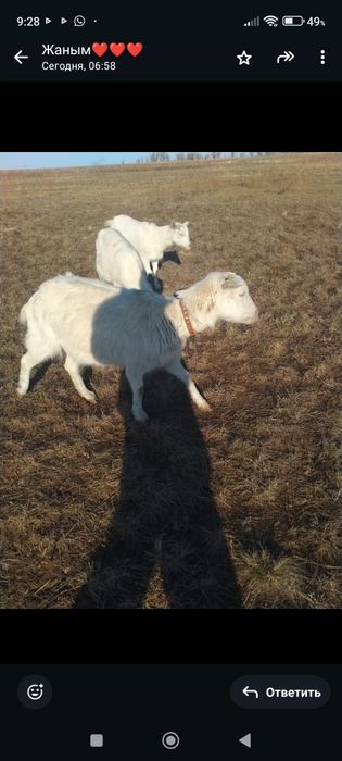 Продам дойных коз!