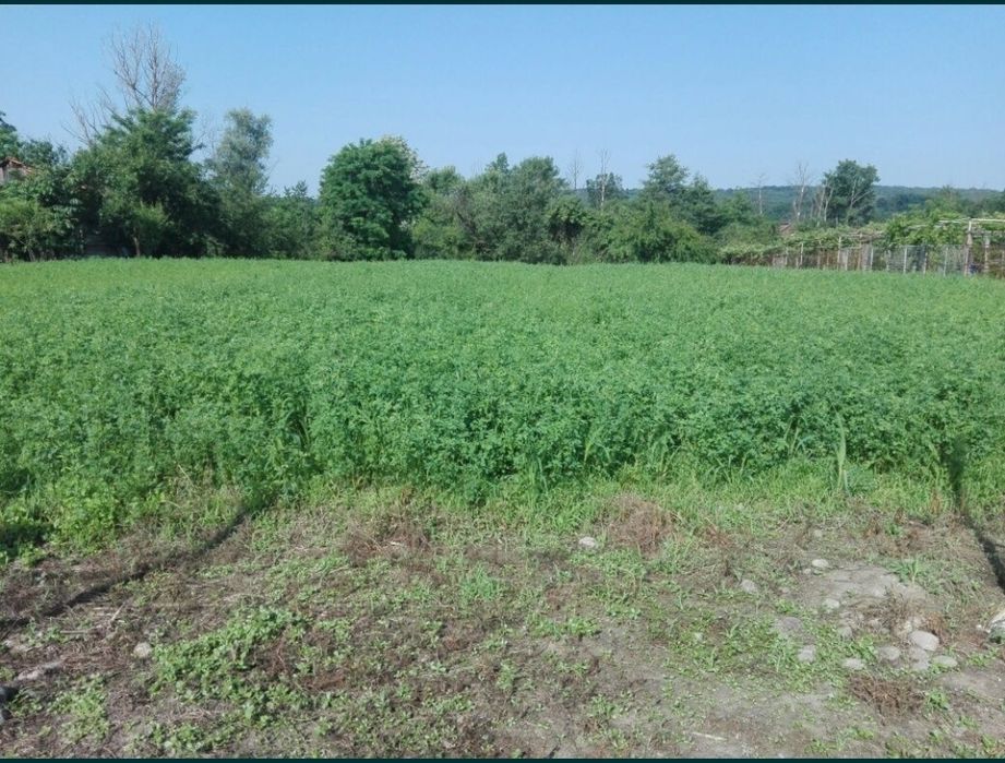 Lucerna însămânțare martie 2026