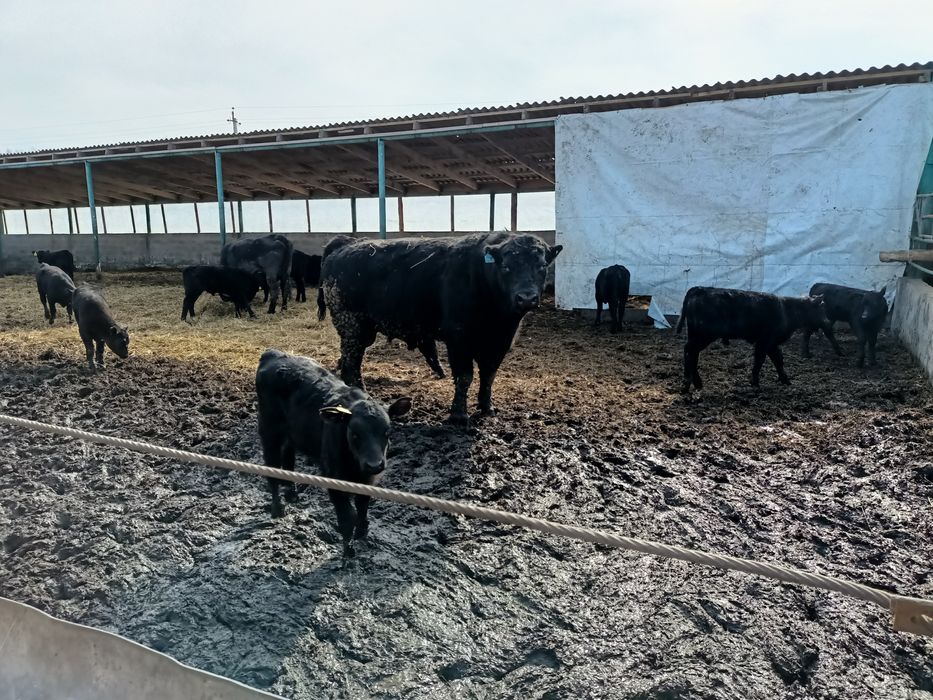 Продам быка на племя