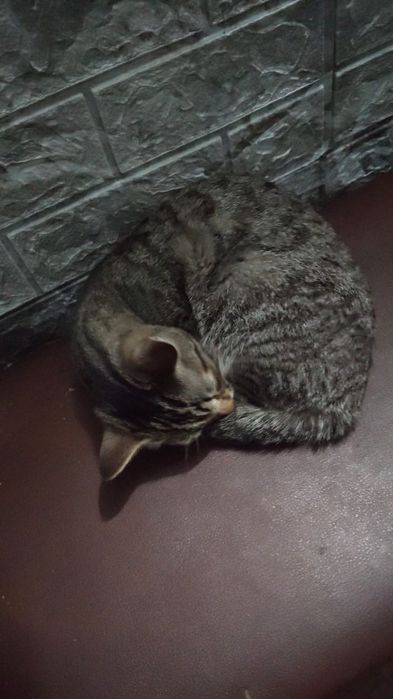 Отдам кошечку в добрые надёжные руки .