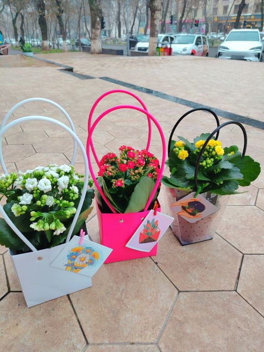 Каланхое в подарочной упаковке