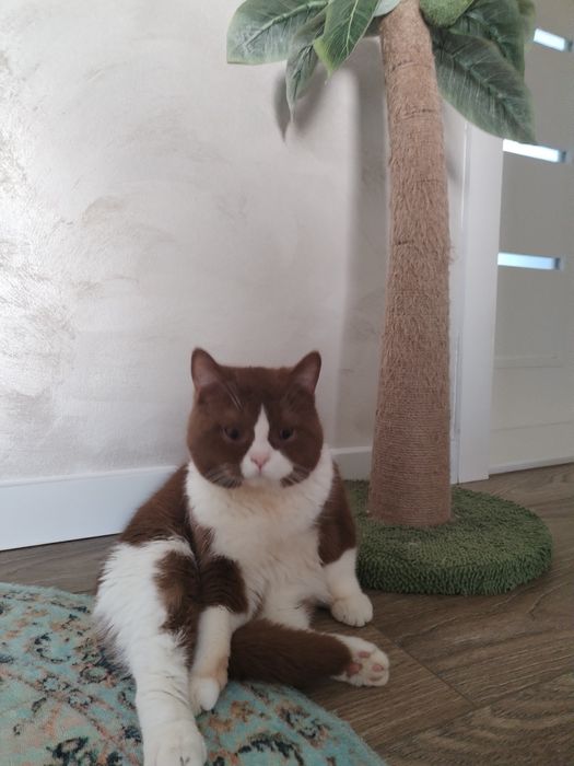 British shorthair cu pedigree