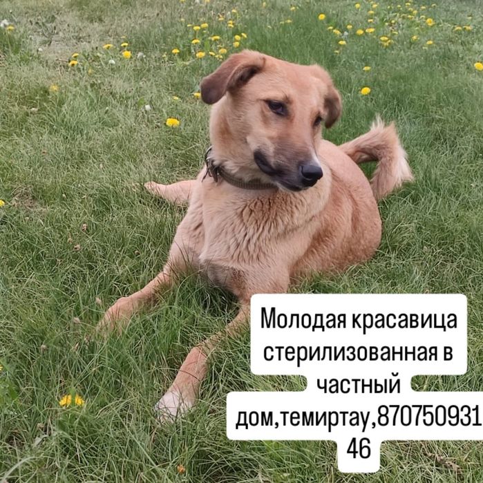 Темиртау,собачки срочно пристраиваются в добрые руки
