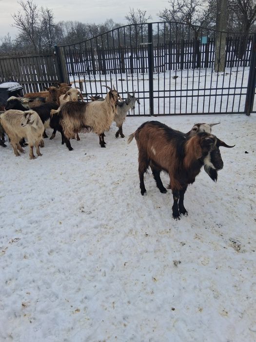 Vînd 16 capre si un tap