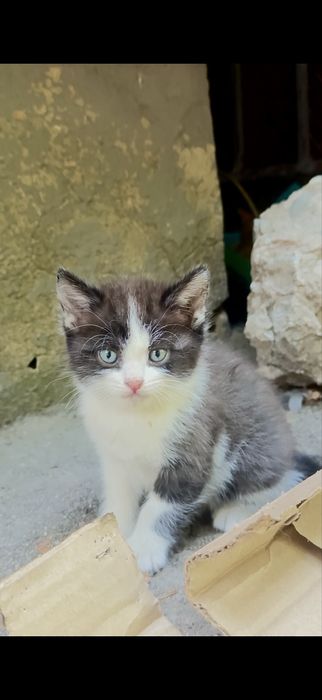 Маленький котенок