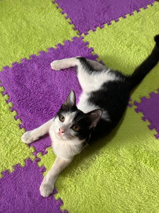 Котенок в добрые руки