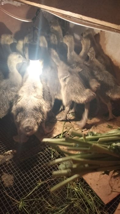 Гусята 10 дневные