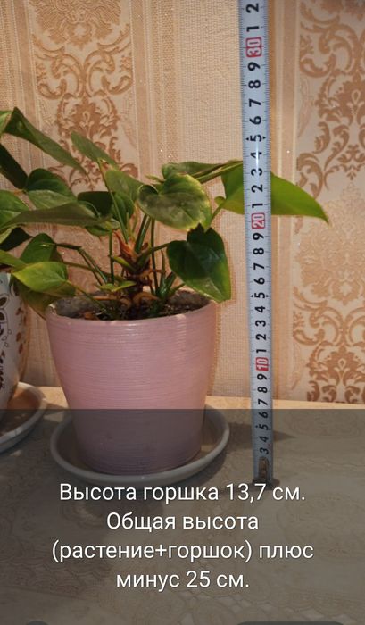Антуриум и Спатифиллум продам. Алматы