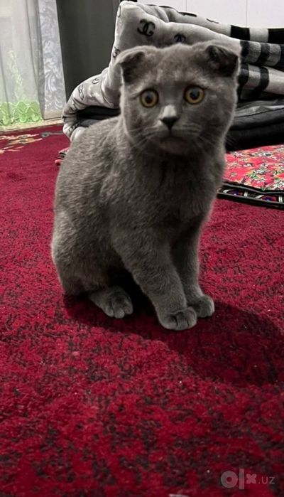 Шотландский весла ухий кот мальчик