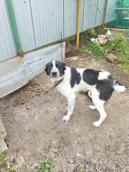 Отдам в добрые руки