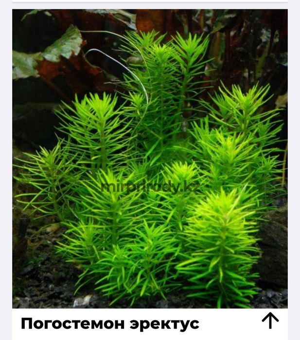 Растения для акварюма