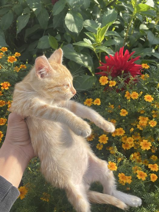 Отдам котят мальчики