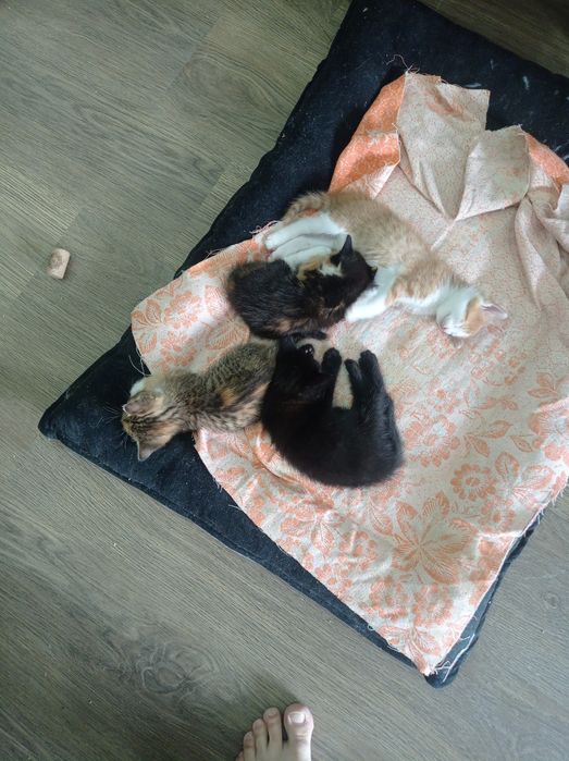 Котята ищут свой дом