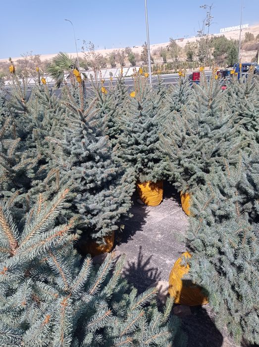 Galiboyyel yel oq archa