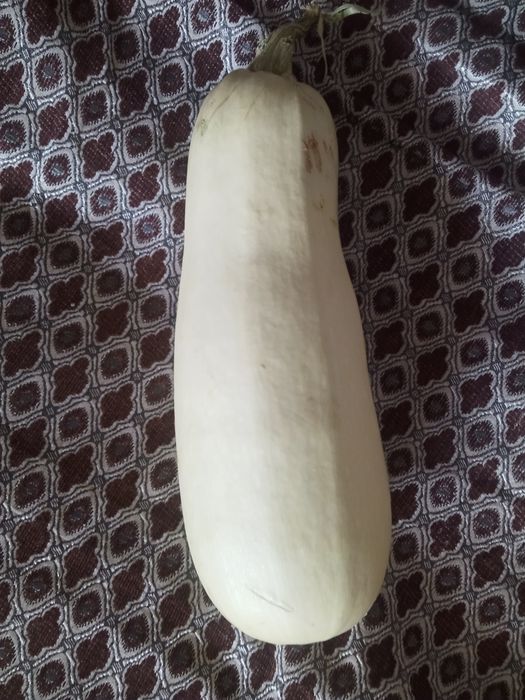 продам кобачек дачный