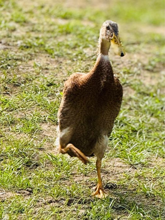 Vand rate alergatoare indiene asiatice pret redus