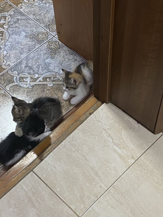 Котеночек в добрые руки