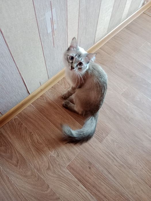 Отдам в хорошие руки котенка 2 месяцев, смесь мейнкуна с сиамом