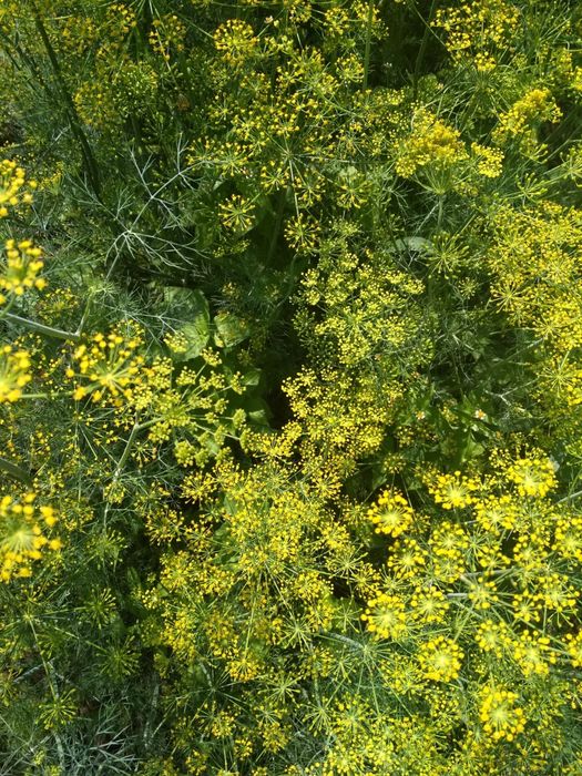 Продам семена укропа стакан 250 мл.