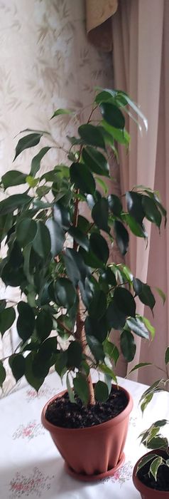 Фикус Бенжамина высотой 60 см