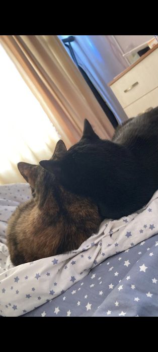 Кошка и кот в добрые руки