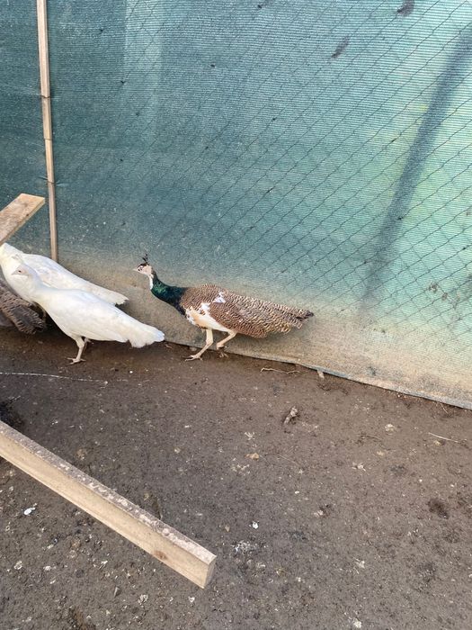 Familie pauni tineri