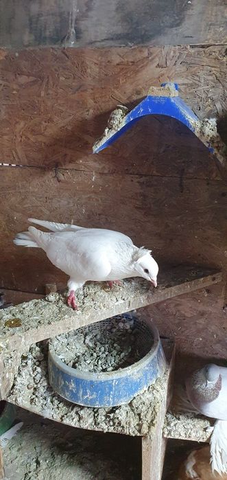 Голуби бойные разных мастей