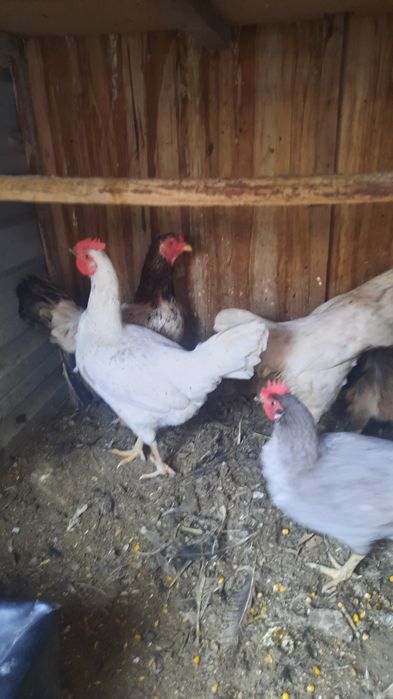 Xo'roz tovuqlar sotiladi xammasi sog'lom