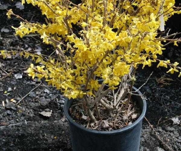 Продам саженцы форзиции