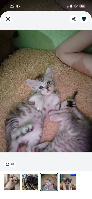 Котята в добрые руки