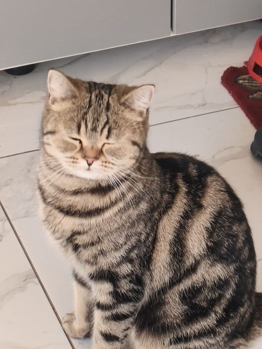 Отдам кошку в добрые руки