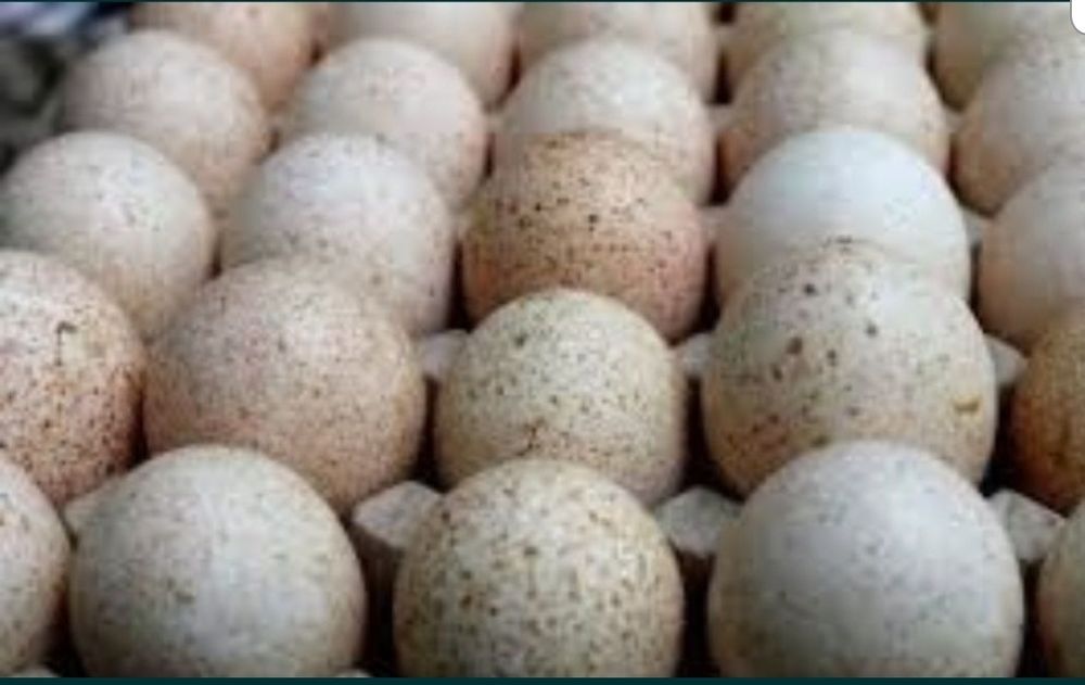 Яйца инкубационные индюшиные бройлеры