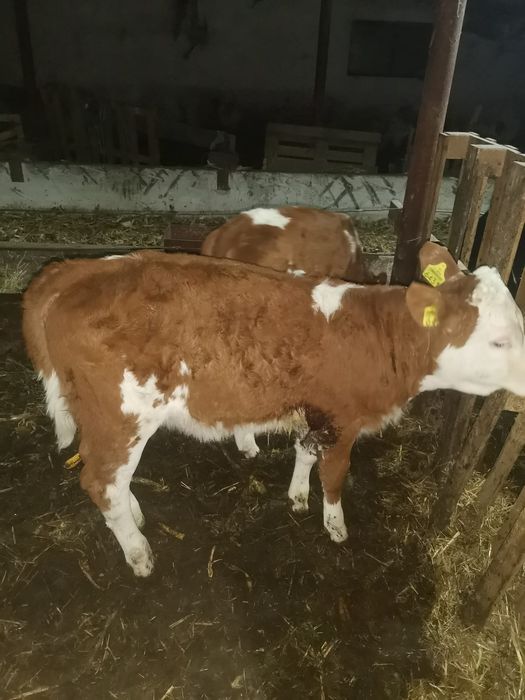 De vânzare 2 vitele baltate românești