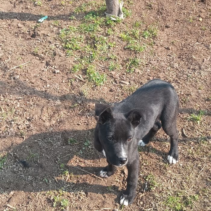 Pitbulcha tozza erkak