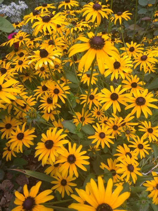 Цветы многолетние