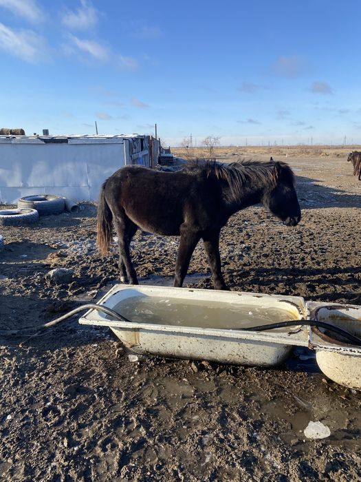 Продам полтарашек тай