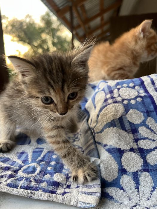 Отдам котят бесплатно