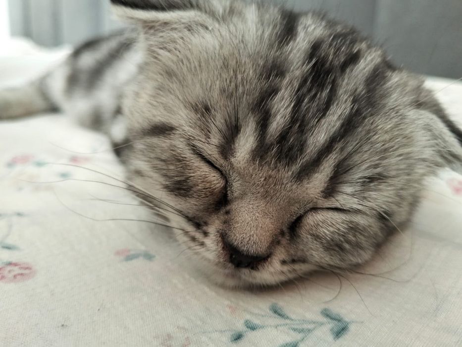 Продам котенка хорошая ласковая