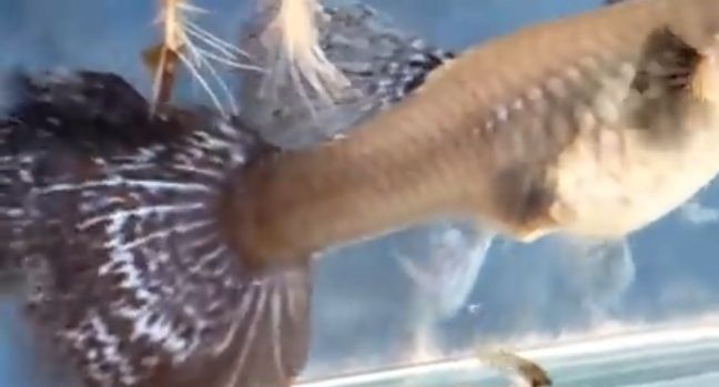 Продаю рыбок гуппи дамбо