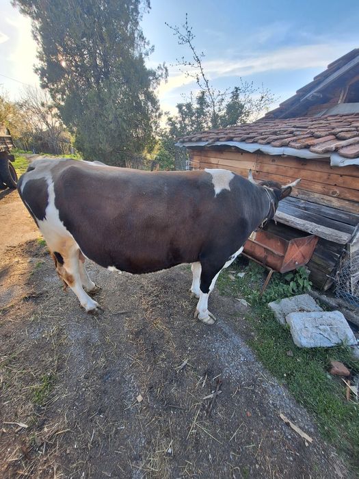 Продавам Крава в 8ми месец