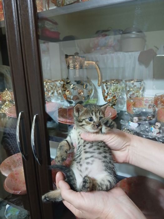Отдадим котят в добрые руки